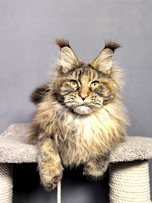 Gloria Kitty Akbars - Junior maine-coon 8 months 2.5 weeks