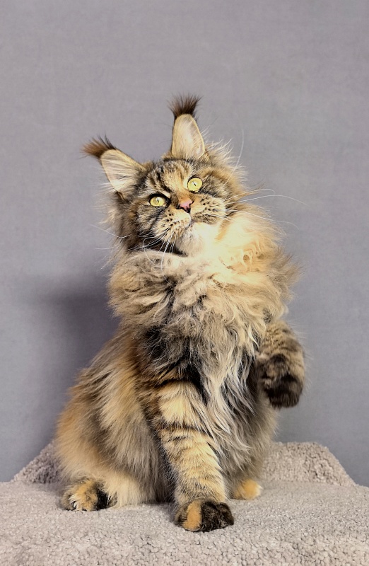 Gloria Kitty Akbars - Junior maine-coon 8 months 2.5 weeks