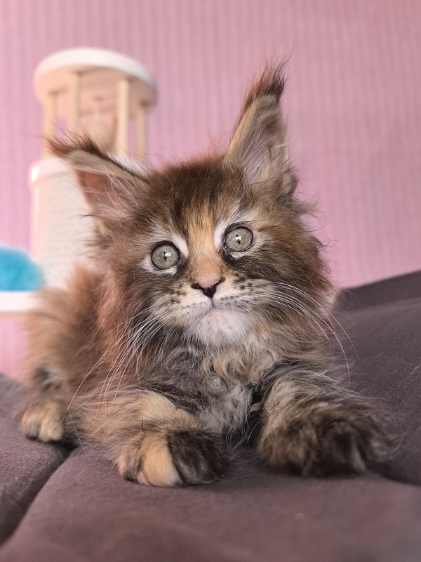 Gloria Kitty Akbars - Kitten maine-coon 2 months