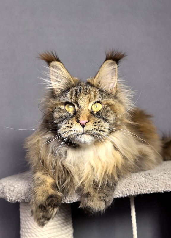 Gloria Kitty Akbars - Junior maine-coon 8 months 2.5 weeks