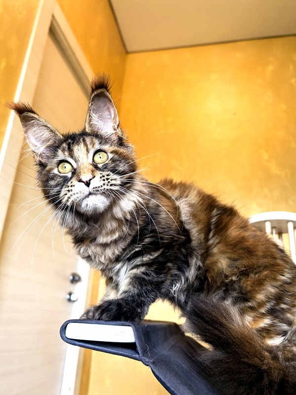 Gloria Kitty Akbars - Kitten maine-coon 4 months 1.5 week