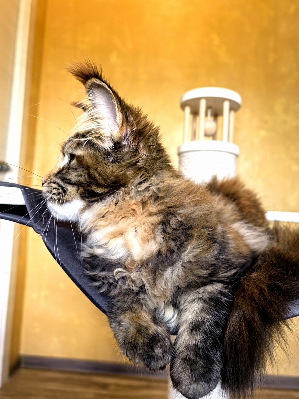 Gloria Kitty Akbars - Kitten maine-coon 4 months 1.5 week