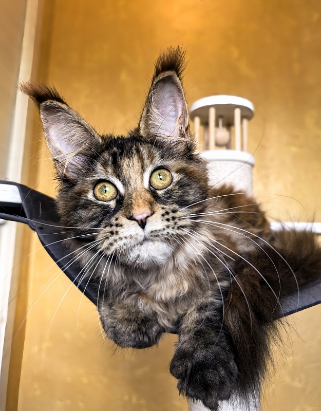 Gloria Kitty Akbars - Kitten maine-coon 4 months 1.5 week