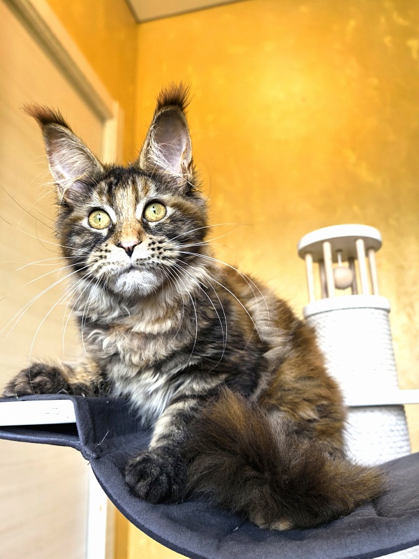 Gloria Kitty Akbars - Kitten maine-coon 4 months 1.5 week