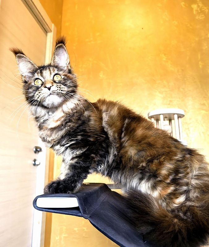 Gloria Kitty Akbars - Kitten maine-coon 4 months 1.5 week