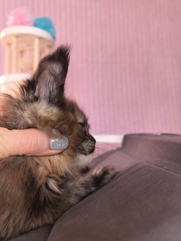 Golda Kitty Akbars - Kitten maine-coon 1 month 2 weeks