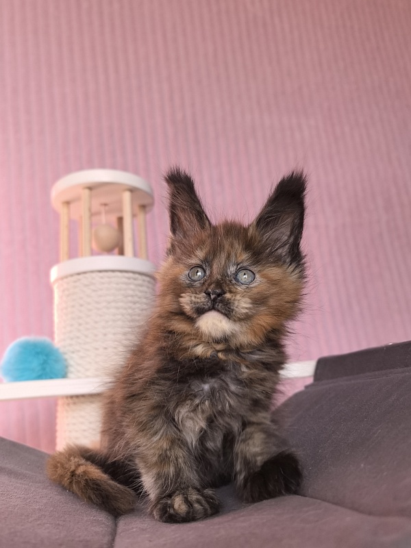 Golda Kitty Akbars - Kitten maine-coon 1 month 2 weeks