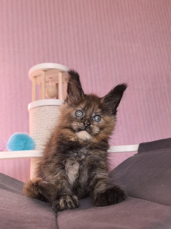 Golda Kitty Akbars - Kitten maine-coon 1 month 2 weeks