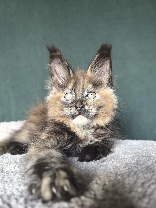 Golda Kitty Akbars - Kitten maine-coon 2 months