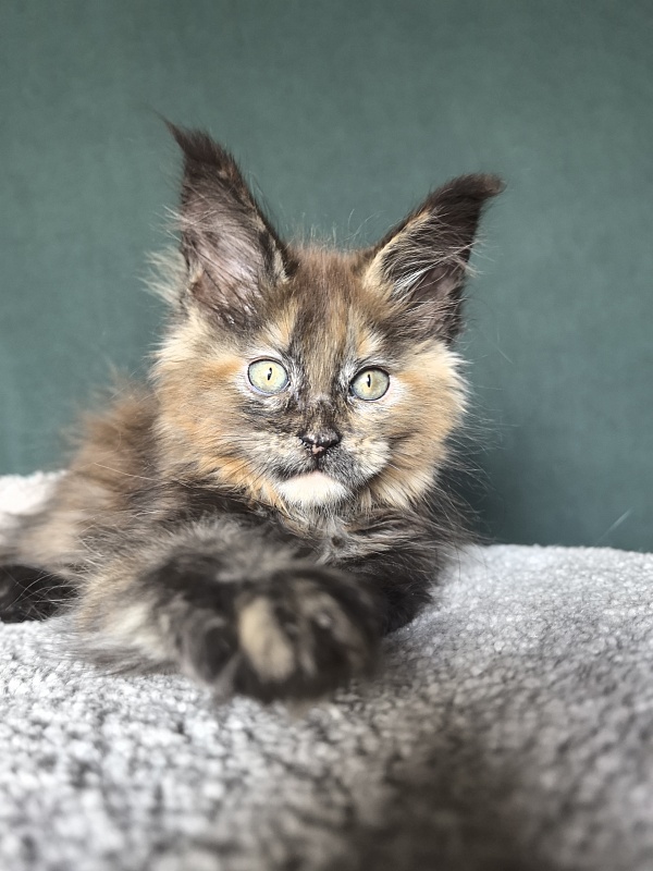 Golda Kitty Akbars - Kitten maine-coon 2 months
