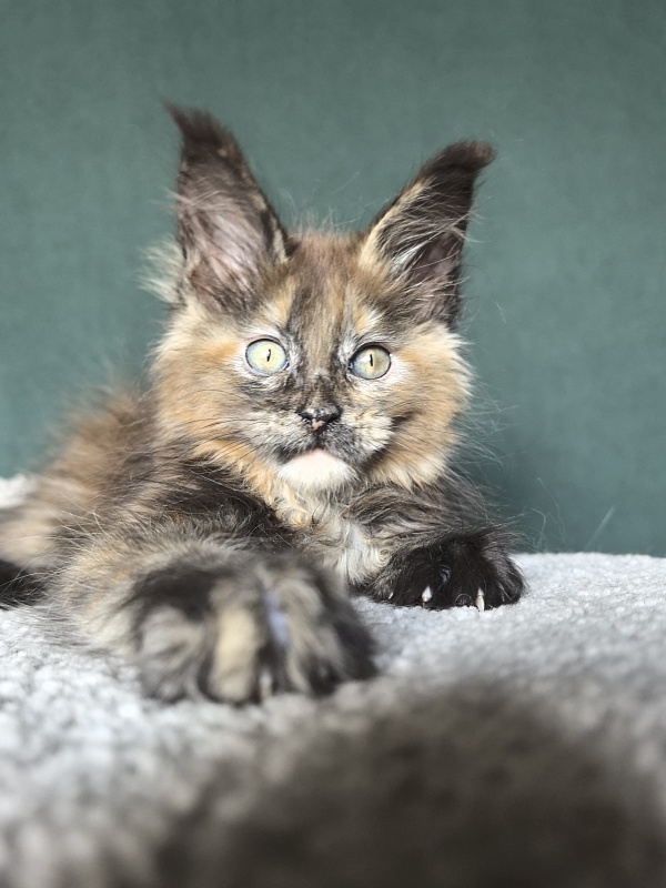 Golda Kitty Akbars - Kitten maine-coon 2 months