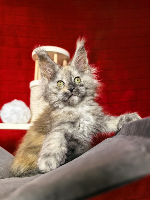Gretta Kitty Akbars - Kitten maine-coon 2 months 1 week