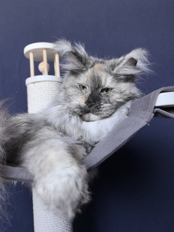 Gretta Kitty Akbars - Adult maine-coon 10 months 3 weeks