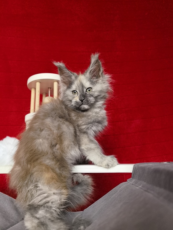 Gretta Kitty Akbars - Kitten maine-coon 2 months 1 week