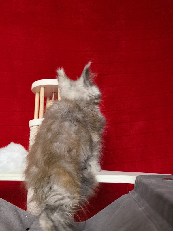 Gretta Kitty Akbars - Kitten maine-coon 2 months 1 week