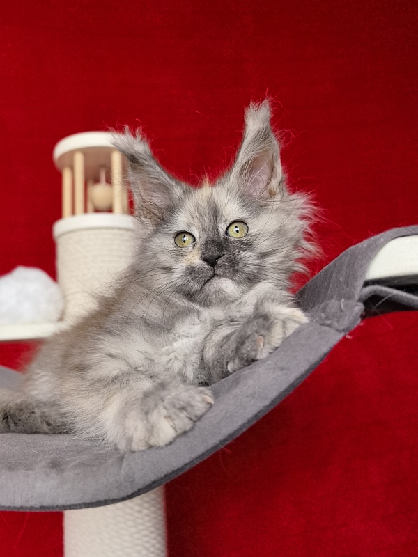 Gretta Kitty Akbars - Kitten maine-coon 2 months 1 week