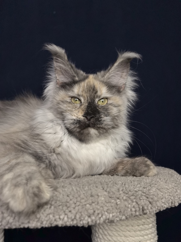 Gretta Kitty Akbars - Junior maine-coon 7 months 2.5 weeks