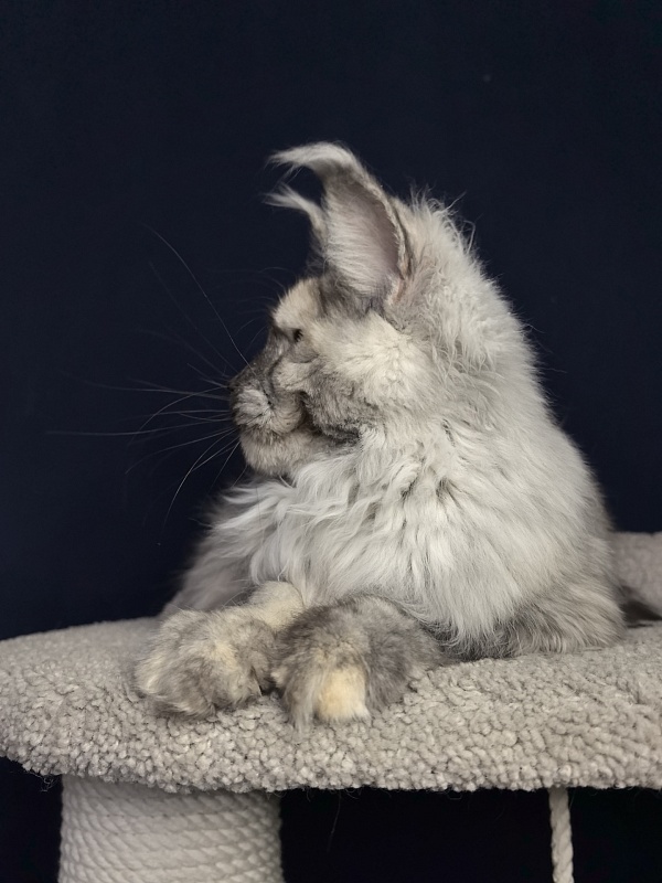 Gretta Kitty Akbars - Junior maine-coon 7 months 2.5 weeks