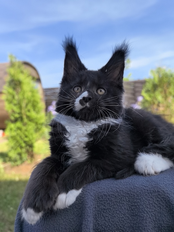 Norton-Ton Akbars (77/66) - Kitten maine-coon 2 months 1 week