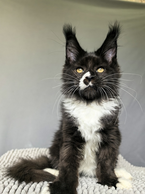 Norton-Ton Akbars (77/66) - Kitten maine-coon 3 months 0.5 weeks