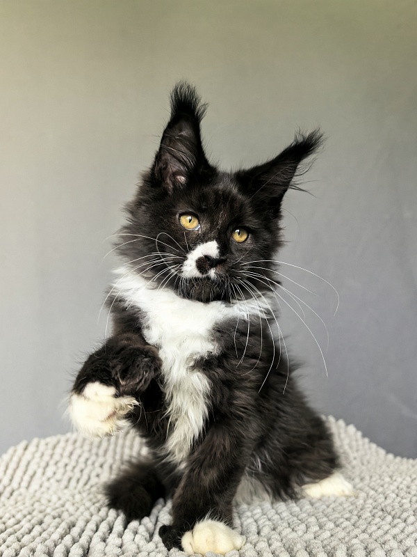 Norton-Ton Akbars (77/66) - Kitten maine-coon 3 months 0.5 weeks