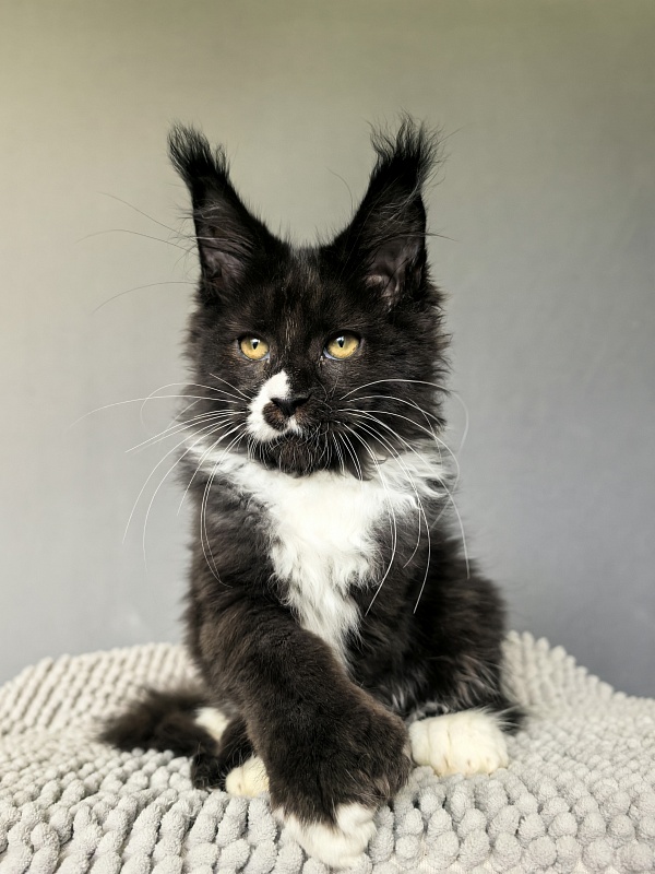 Norton-Ton Akbars (77/66) - Kitten maine-coon 3 months 0.5 weeks