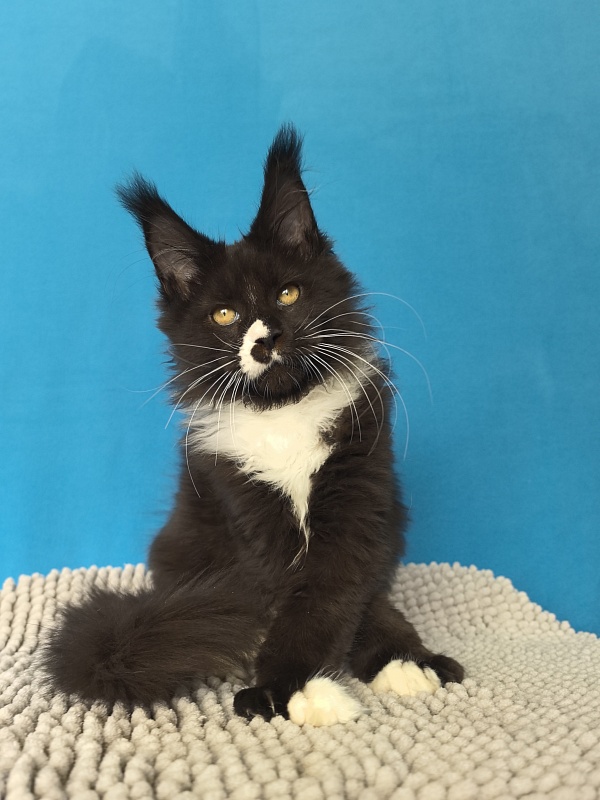 Norton-Ton Akbars (77/66) - Kitten maine-coon 3 months 2.5 weeks