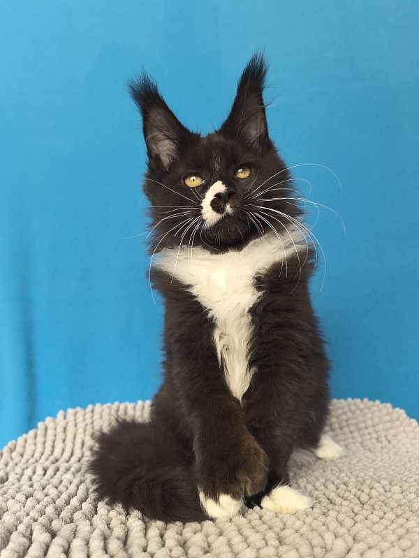 Norton-Ton Akbars (77/66) - Kitten maine-coon 3 months 2.5 weeks