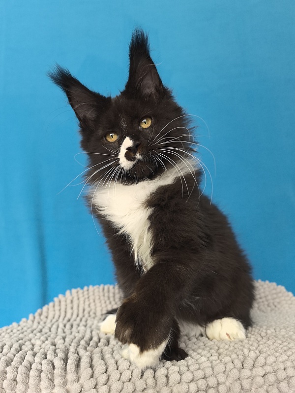 Norton-Ton Akbars (77/66) - Kitten maine-coon 3 months 2.5 weeks