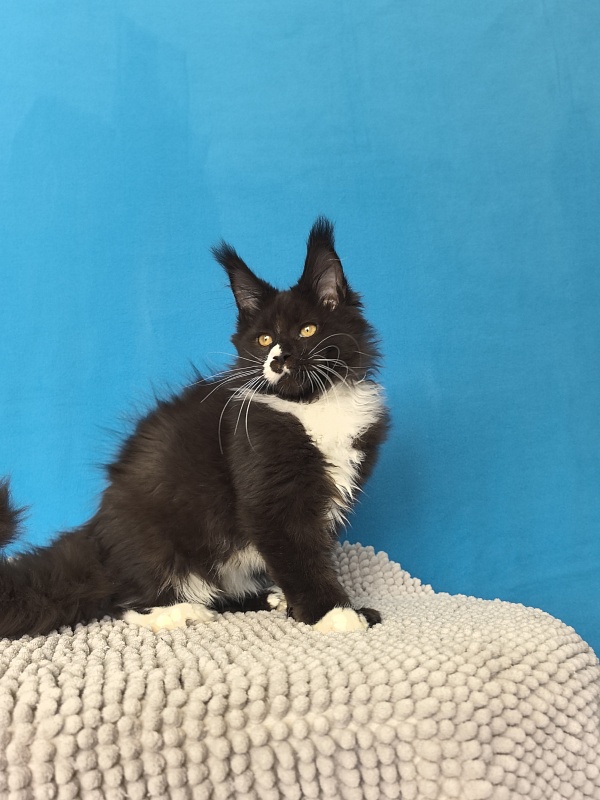 Norton-Ton Akbars (77/66) - Kitten maine-coon 3 months 2.5 weeks