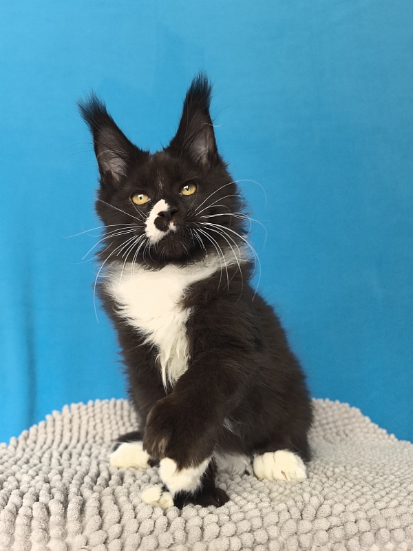 Norton-Ton Akbars (77/66) - Kitten maine-coon 3 months 2.5 weeks