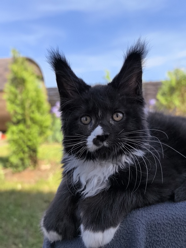 Norton-Ton Akbars (77/66) - Kitten maine-coon 2 months 1 week