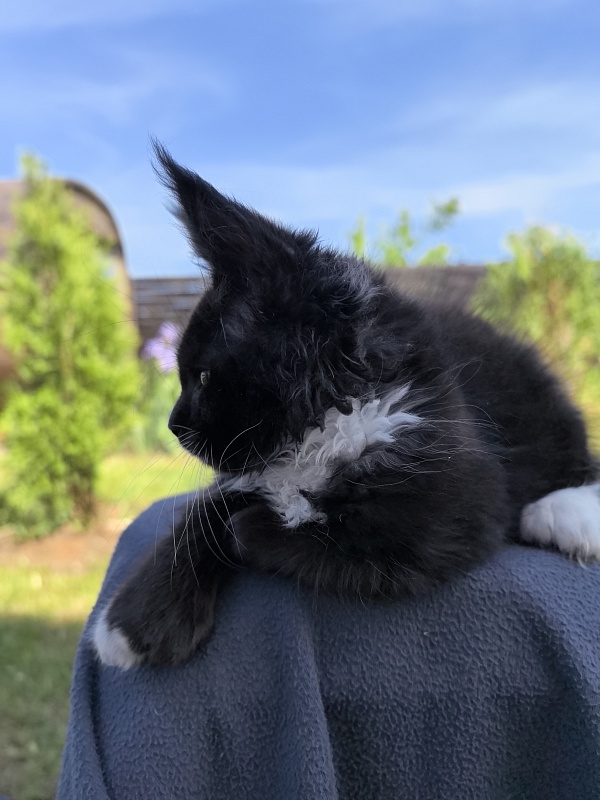 Norton-Ton Akbars (77/66) - Kitten maine-coon 2 months 1 week