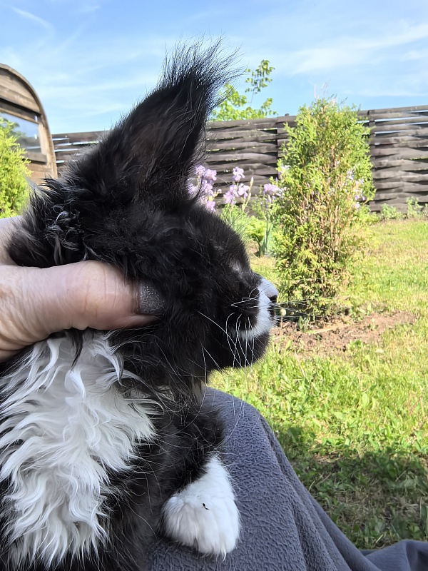 Norton-Ton Akbars (77/66) - Kitten maine-coon 2 months 1 week