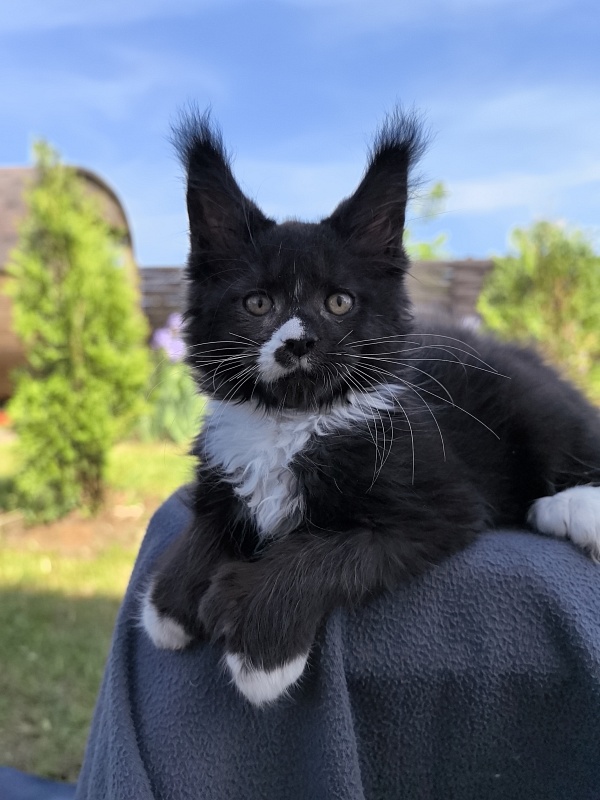 Norton-Ton Akbars (77/66) - Kitten maine-coon 2 months 1 week