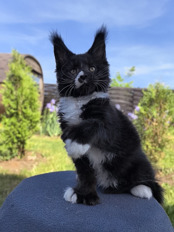 Norton-Ton Akbars (77/66) - Kitten maine-coon 2 months 1 week