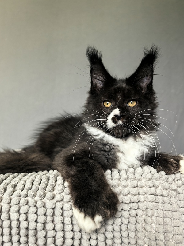 Norton-Ton Akbars (77/66) - Kitten maine-coon 3 months 0.5 weeks