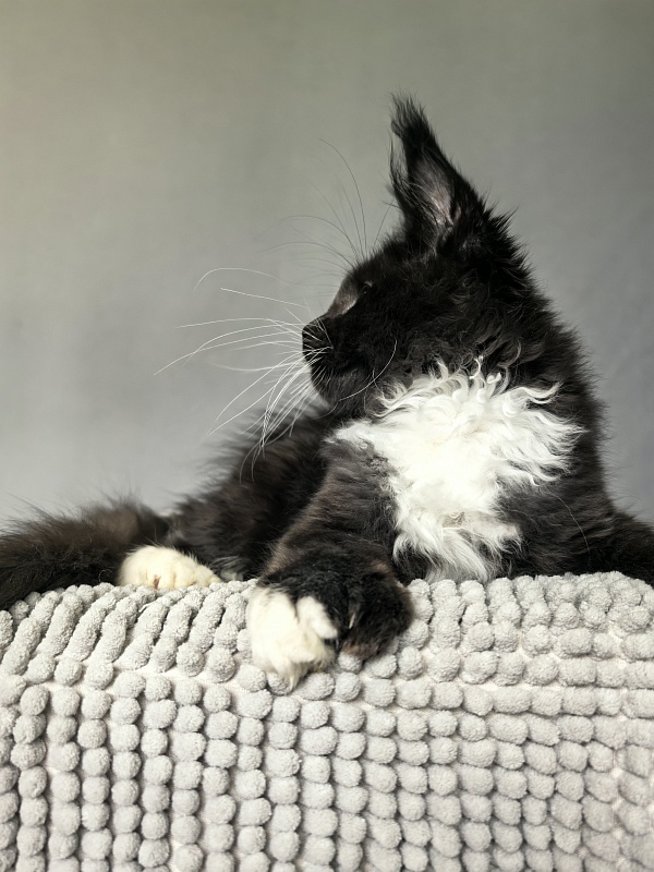 Norton-Ton Akbars (77/66) - Kitten maine-coon 3 months 0.5 weeks