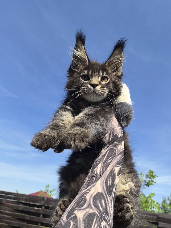 Nike Akbars polydactyl  (66/66) - Kitten maine-coon 2 months 1 week