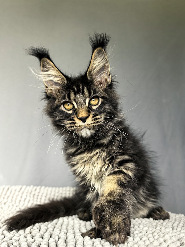 Nike Akbars polydactyl  (66/66) - Kitten maine-coon 3 months 0.5 weeks