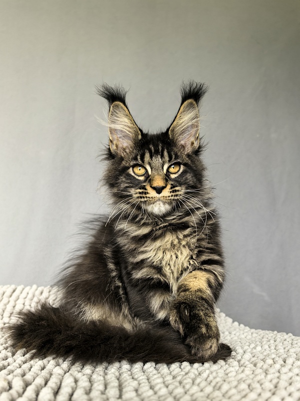 Nike Akbars polydactyl  (66/66) - Kitten maine-coon 3 months 0.5 weeks