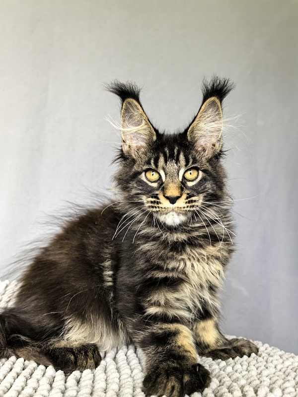 Nike Akbars polydactyl  (66/66) - Kitten maine-coon 3 months 0.5 weeks