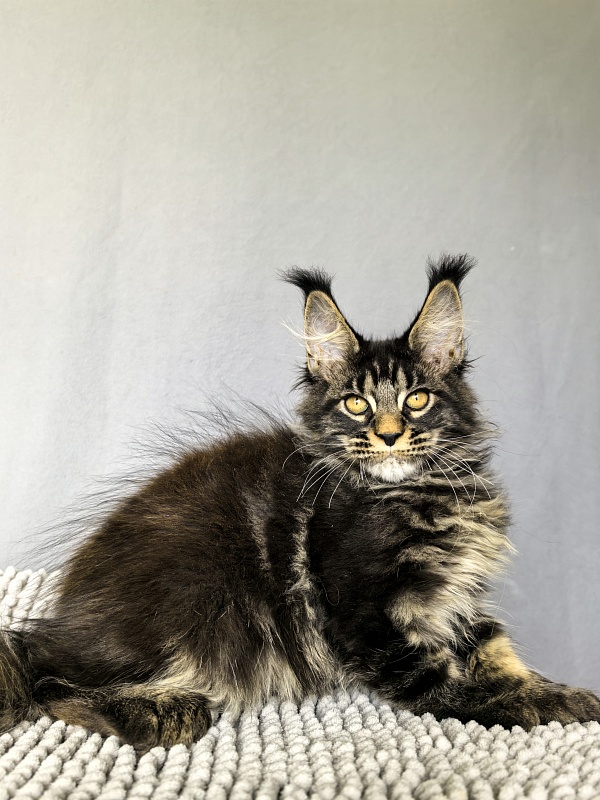 Nike Akbars polydactyl  (66/66) - Kitten maine-coon 3 months 0.5 weeks