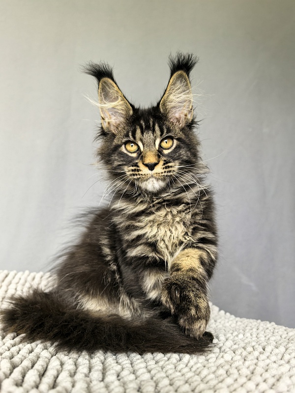 Nike Akbars polydactyl  (66/66) - Kitten maine-coon 3 months 0.5 weeks