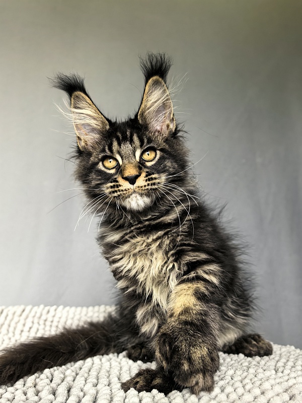 Nike Akbars polydactyl  (66/66) - Kitten maine-coon 3 months 0.5 weeks