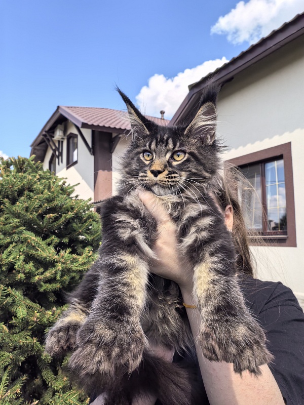 Nike Akbars polydactyl  (66/66) - Kitten maine-coon 3 months 4 weeks