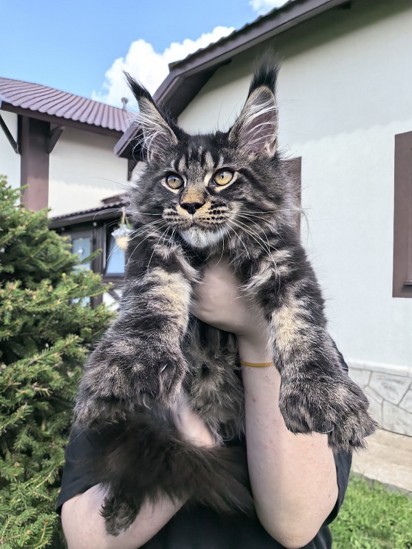 Nike Akbars polydactyl  (66/66) - Kitten maine-coon 3 months 4 weeks