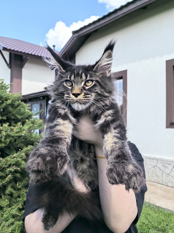 Nike Akbars polydactyl  (66/66) - Kitten maine-coon 3 months 4 weeks
