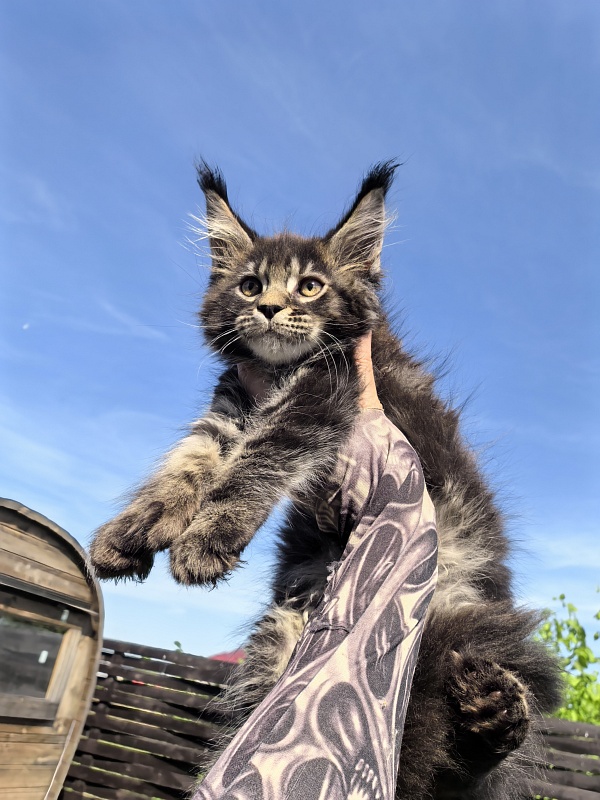 Nike Akbars polydactyl  (66/66) - Kitten maine-coon 2 months 1 week