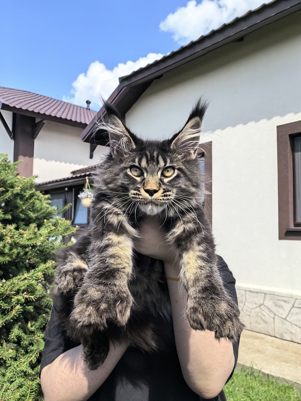 Nike Akbars polydactyl  (66/66) - Kitten maine-coon 3 months 4 weeks